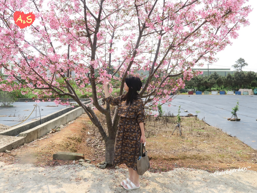 聖德櫻花秘境,櫻花,中壢,桃園旅遊,賞櫻景點,粉紅櫻花,白色櫻花,桃園,賞櫻