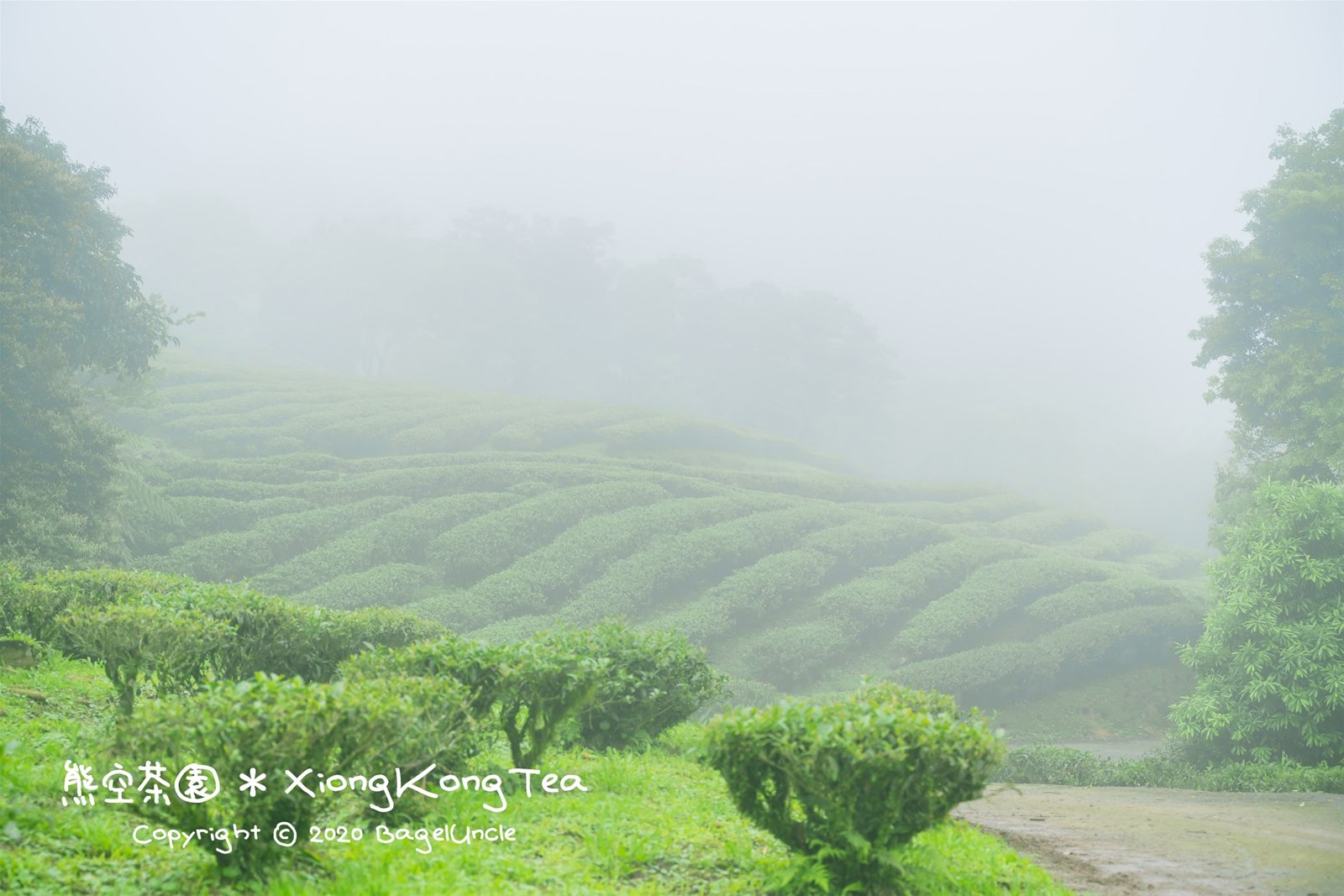 熊空茶園,友善環境,自然農法,賞櫻,蜜香紅茶,芬多精,柳杉林步道,新北,三峽,台灣農林熊空茶園,茶園,秘境,避暑,楠樹蔭眺望石