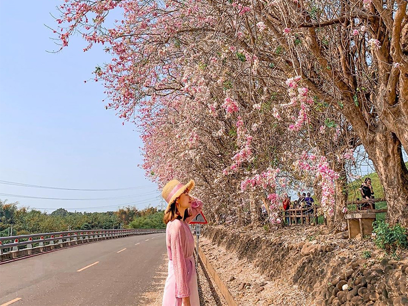 南洋櫻盛開!烏山頭水庫飄起櫻花雪,走在香榭大道超浪漫 烏山頭水庫,南洋櫻,香榭大道,粉色花瓣,親水公園,嘉南大圳,八田與一,台南,烏山頭水庫風景區,台南賞花