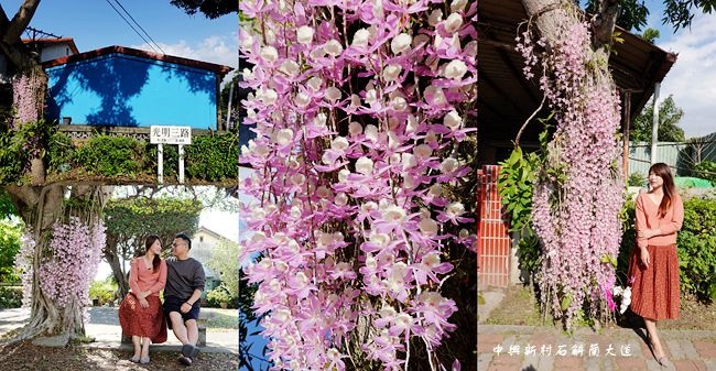 南投,中興新村,石斛蘭,光明三路,粉紅瀑布,眷村美食,賞花,花海,季節限定,拍照,打卡,IG,秘境,中興新村石斛蘭,森林