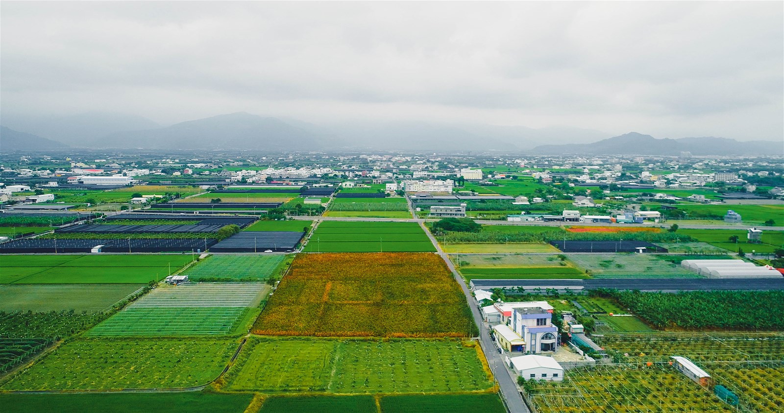 台東紅藜,紅藜田秘境,台灣紅藜,原住民部落,紅藜季節,台東旅遊,紅藜地毯,台東,紅藜,賓茂部落,嘉蘭村,新香蘭村,安朔村,土坂村,大竹村,壢坵村,嘉蘭示範種植區