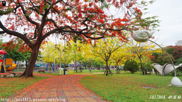 千禧公園,鳳凰花,阿勃勒,紅黃花毯,屏東市,週末踏青,都市之肺,屏東,季節限定