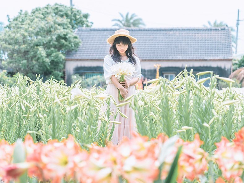 雲林四湖,百合花海,中湖街,季節限定,初夏花景,古厝背景,防疫措施,雲林,四湖,中湖百合花園,百合花,花海,四湖百合花海,拍照,打卡
