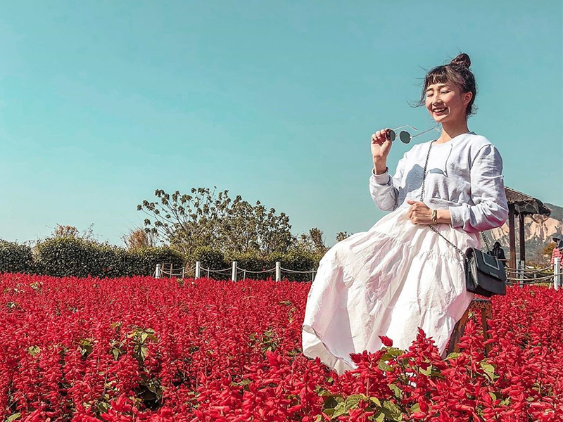 中社觀光花市,台中后里,五彩麥桿菊,鬱金香季,花卉狂歡,花海景觀,歐風造景,台中,后里,麥稈菊,花海,季節限定,打卡,拍照,乾燥花