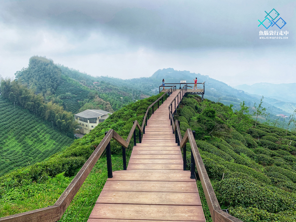 大崙山觀景茶園,銀杏森林,溪頭,南投鹿谷,雲霧繚繞,茶園步道,觀霧平台,南投,鹿谷,秘境,茶園