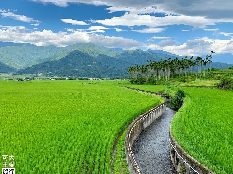 花蓮,六十石山,金針花季,低調民宿,親子同樂,手作麵包,攝影,富里,住宿,金針花,貓奴