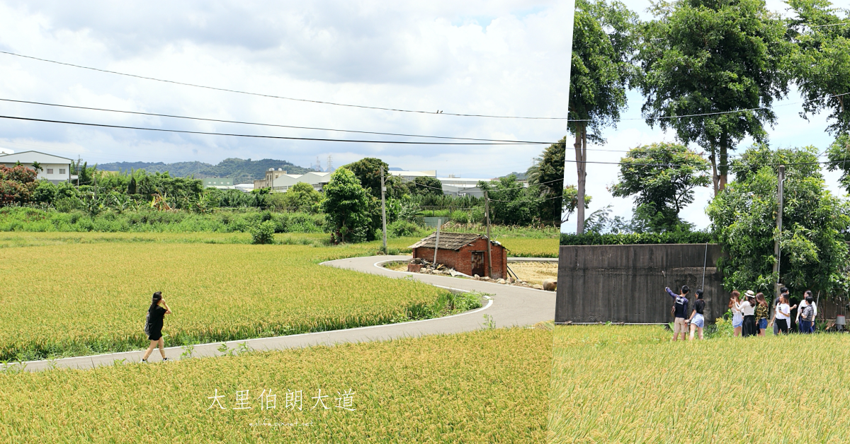 大里伯朗大道,稻香,藍天白雲,台中景點,鄉間小路,金黃稻穗,大里區,台中,大里,稻浪,稻田,打卡,IG