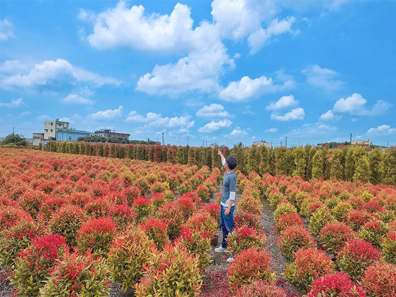 緋紅波波草,台版波波草,彰化旅遊,埔鹽系統,田尾,故宮南院,掃帚草,彰化
