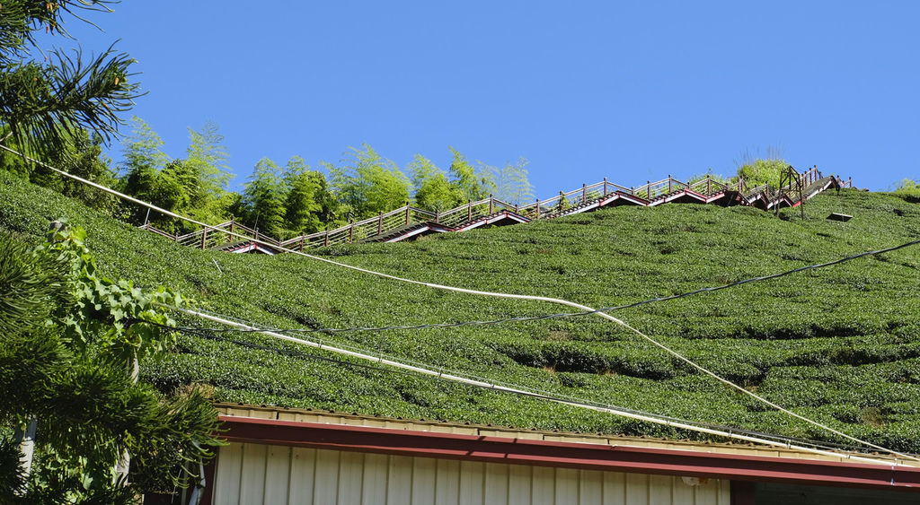 嘉義梅山,二尖山步道,嘜走步道,茶園步道,龍興宮,木棧步道,阿里山國家風景區,嘉義,梅山,龍眼社區,茶園,登山