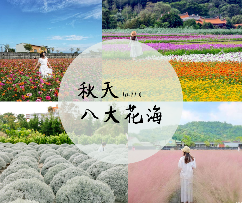 花海,新社花海,桃園花彩節,波斯菊,蒜香藤,粉黛亂子草,仙草花,打卡,台北,關渡,秘境,新北,北投區,泰山區,桃園,桃園仙草花節,向日葵,百日草,台中,外埔區,新社區,臺中國際花毯節,南投,集集鎮,雪白波波草,彰化,田尾鄉,觀音