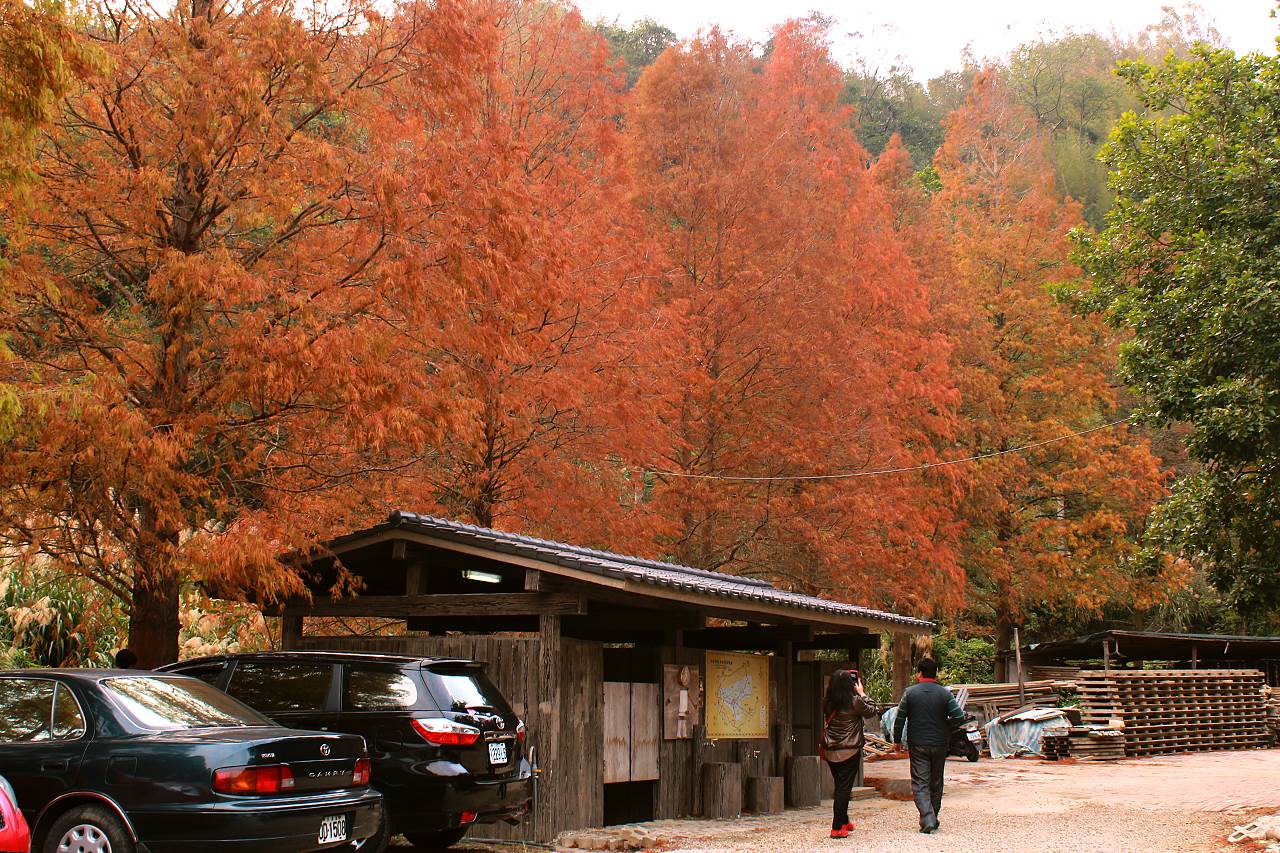 九芎湖步道群,落羽松,新埔鎮,照門休閒農業區,光風亭,鴛鴦池,花生湯,新竹,新埔,九芎湖,照門休閒農業