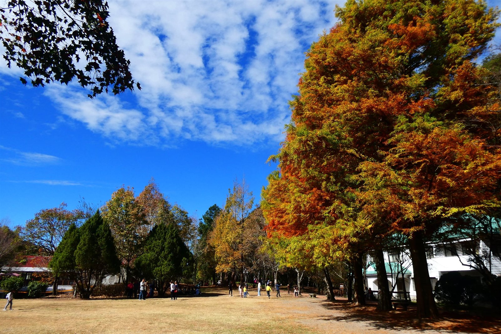 奧萬大森林遊樂區,賞楓,步道,南投,楓香,落羽松,武界部落,仁愛鄉,奧萬大國家森林遊樂區,瀑布