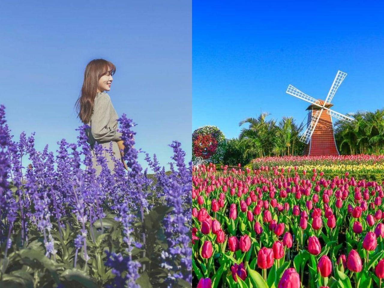 中社觀光花市,鬱金香花季,法格斯民宿,木佃軒民宿,風自然親子旅店,台中旅遊,后里區,台中,鬱金香,花海