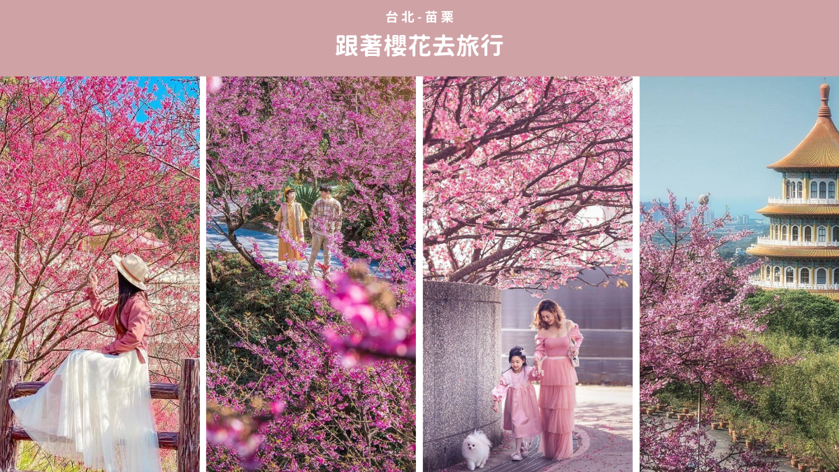 櫻花季,陽明山,天元宮,大熊櫻花林,東湖樂活公園,拉拉山,協雲宮,櫻花,賞櫻,花海,打卡,台北,陽明山花卉試驗中心,陽明公園,懶人包,新北,康誥坑溪,淡水天元宮,新竹公園,新竹,桃園,花季