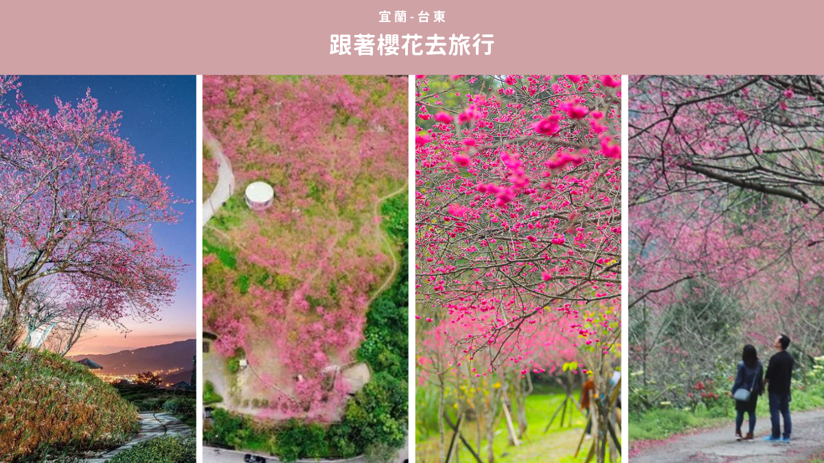 櫻花,宜蘭,花蓮,台東,棲蘭達漾咖啡莊園,三星櫻花公園,金針山,賞櫻,懶人包,玉蘭茶園,達漾咖啡莊園,秘境,鯉魚潭,樹湖櫻花步道,花海