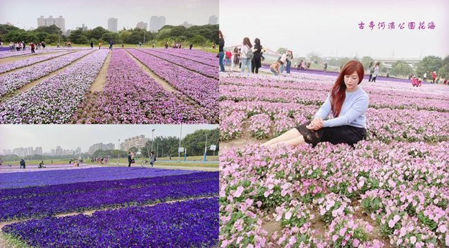 古亭河濱公園,紫色花海,香堇菜,一串紫,羽葉薰衣草,台北賞花景點,春季限定,台北,古亭,花海,薰衣草,捷運,博物
