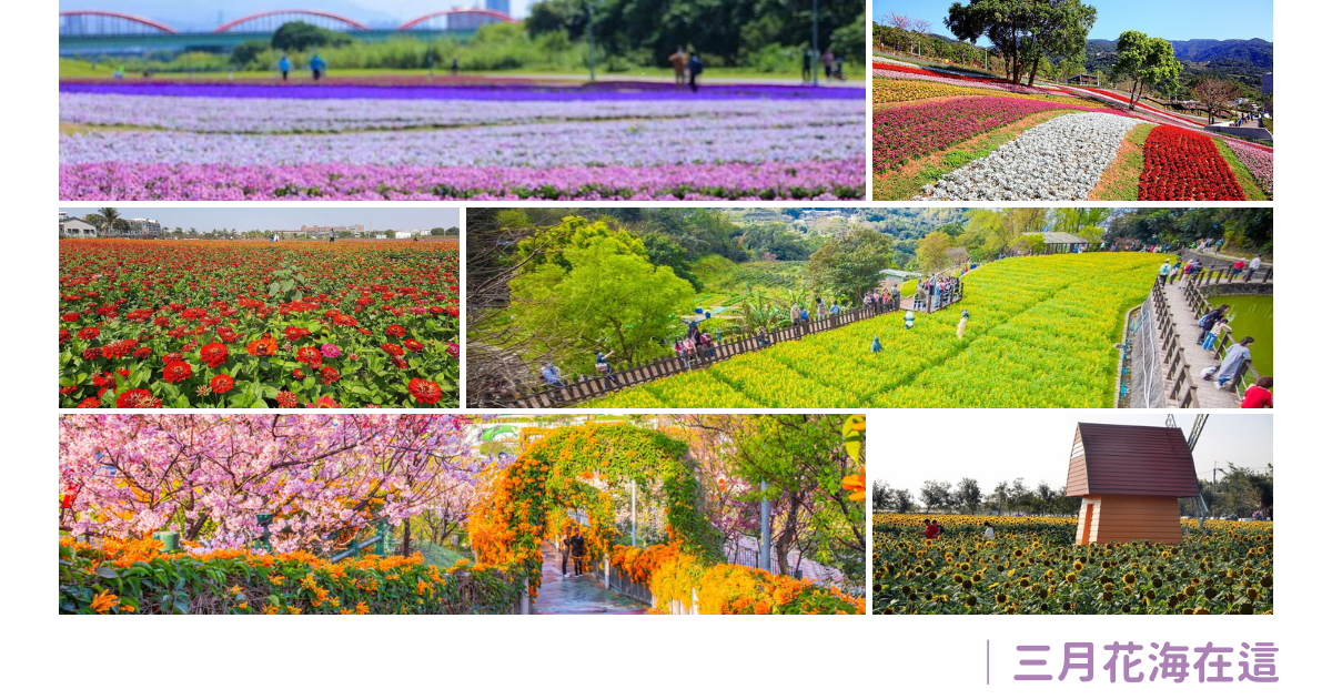 古亭河濱公園,貓空樟樹步道,北投社三層崎公園,鶯歌永吉公園,苗栗銅鑼環保公園,后里環保公園,台南鹽水花海,花海,台北,貓空,文山區,魯冰花,打卡,北投,新北,鶯歌,永吉公園,炮仗花,苗栗,銅鑼鄉,銅鑼環保公園,台中,后里區,台南,鹽水區,屏東,新埤綜合休閒公園,新埤鄉,波斯菊,向日葵,百日草,賞花