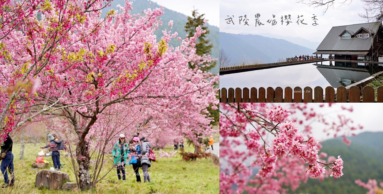 武陵農場,櫻花季,露營區,雪山登山口,茶莊,櫻花鉤吻鮭,台灣觀光巴士,台中,賞櫻,櫻花,露營地,一日遊,百岳