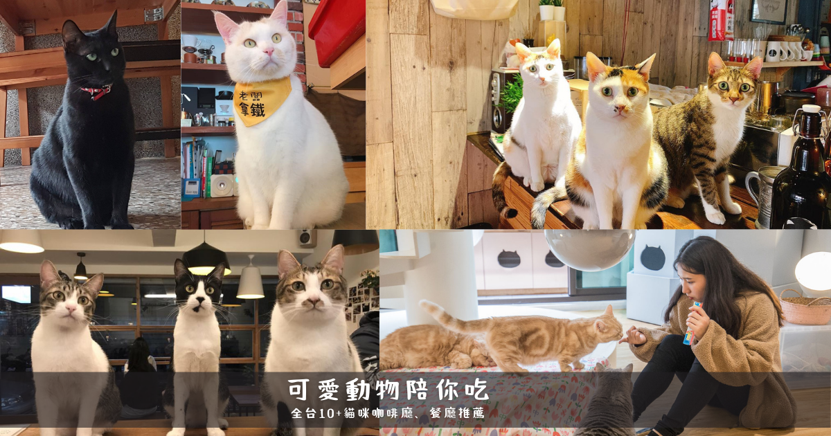 貓咪餐廳,曬貓咖啡,貓的生活提案,老貓咖啡,Toast Chat,貓爪子咖啡,貓門咖啡,貓咪咖啡廳,咖啡廳,寵物咖啡廳,動物咖啡廳,寵物友善,懶人包,可愛動物陪你吃,寵物餐廳,編輯嚴選咖啡