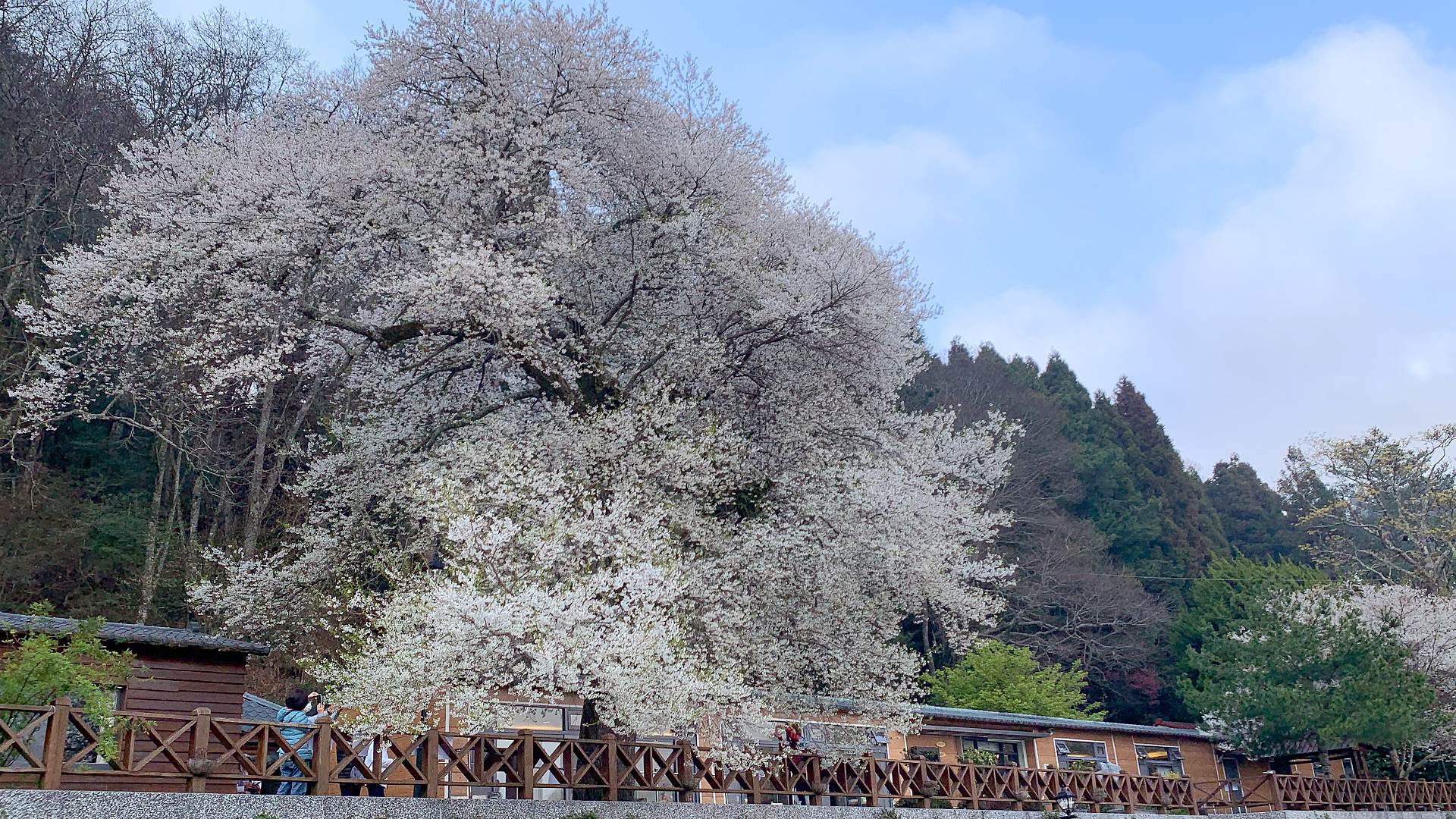 觀霧山莊,霧社櫻王,檜山巨木群,聖稜線,銀級環保旅館,苗栗泰安,背包客床位,苗栗,泰安,住宿,賞櫻,櫻花,健行,觀霧瀑布,百岳,步道,雲海