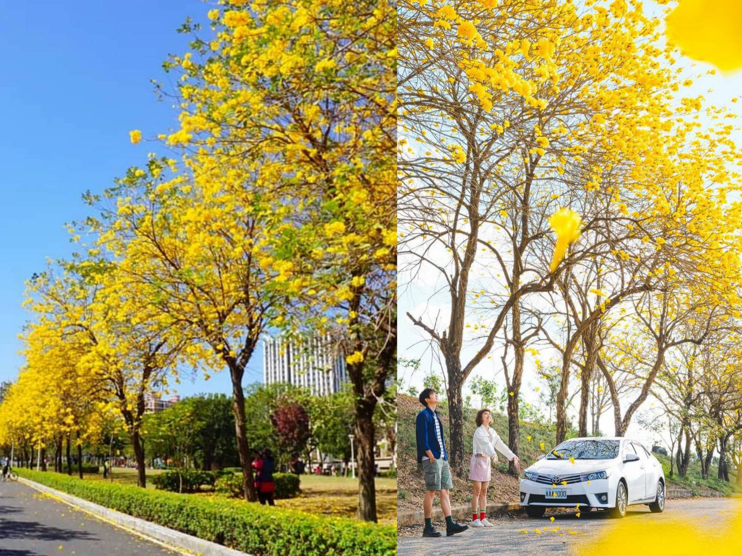 黃花風鈴木,台中廍子公園,彰化黃花風鈴木隧道,嘉義朴子溪,高雄三民河堤公園,花蓮興泉圳,金黃色花海,台中,彰化,嘉義,高雄,花蓮,興泉圳,三民河堤公園,八掌溪畔,朴子溪,廍子公園,車站,花海,花季,打卡