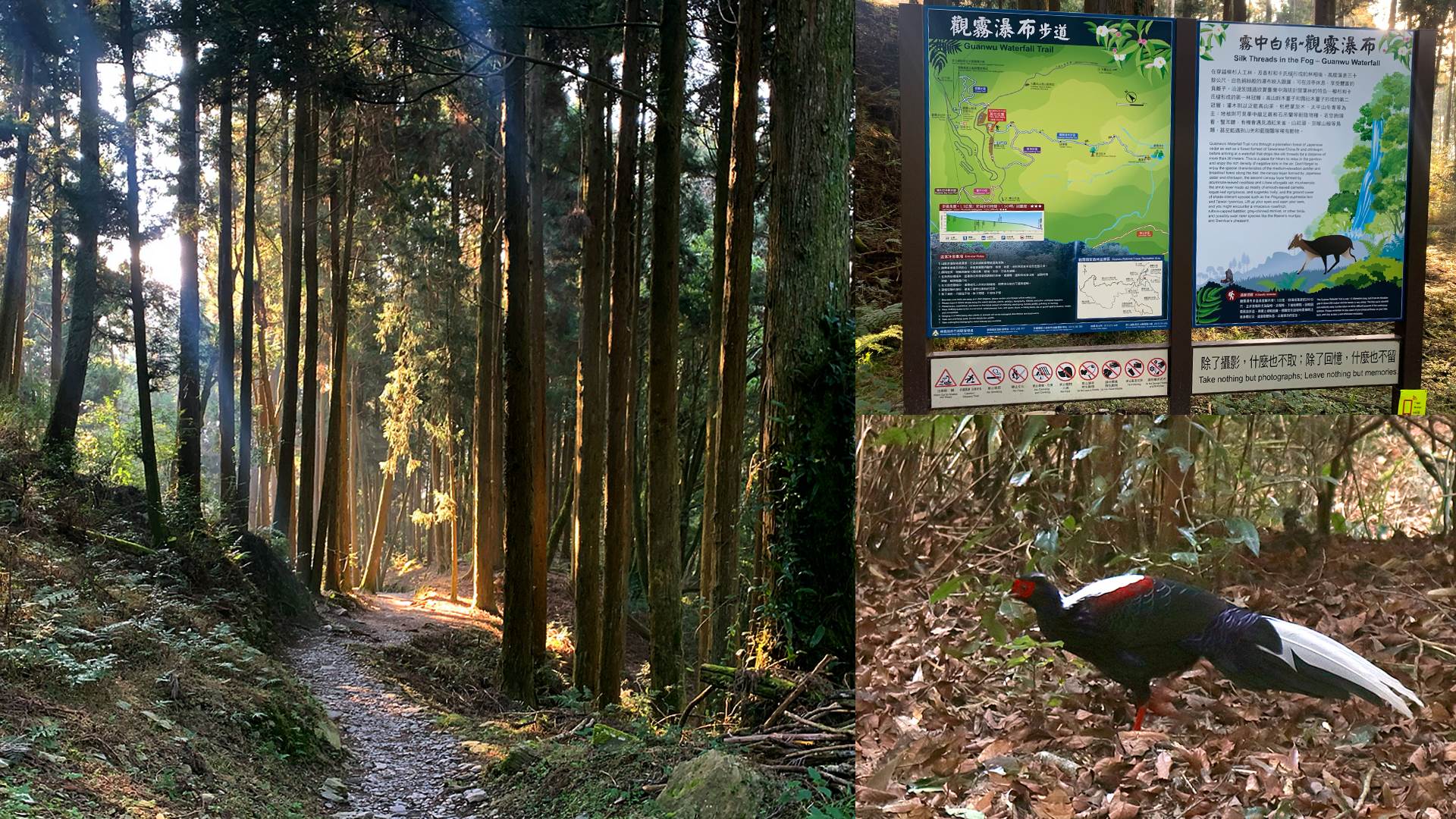 檜山巨木群,觀霧瀑布,藍腹鷴,觀霧山莊,巨木步道,柳杉林道,香杉巨木,苗栗,泰安,檜山巨木群步道,觀霧瀑布步道,巨木,聖稜線,登山,健行,百岳,神木,日出