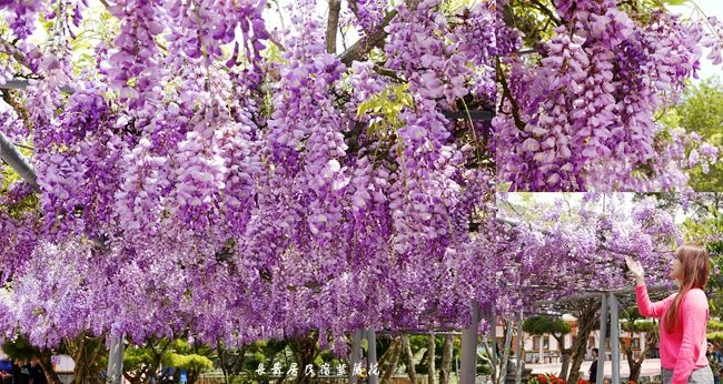嘉義,竹崎,頂石棹,長青居民宿,紫藤花,阿里山,奮起湖,花海,紫色花海,秘境,民宿,拍照,打卡