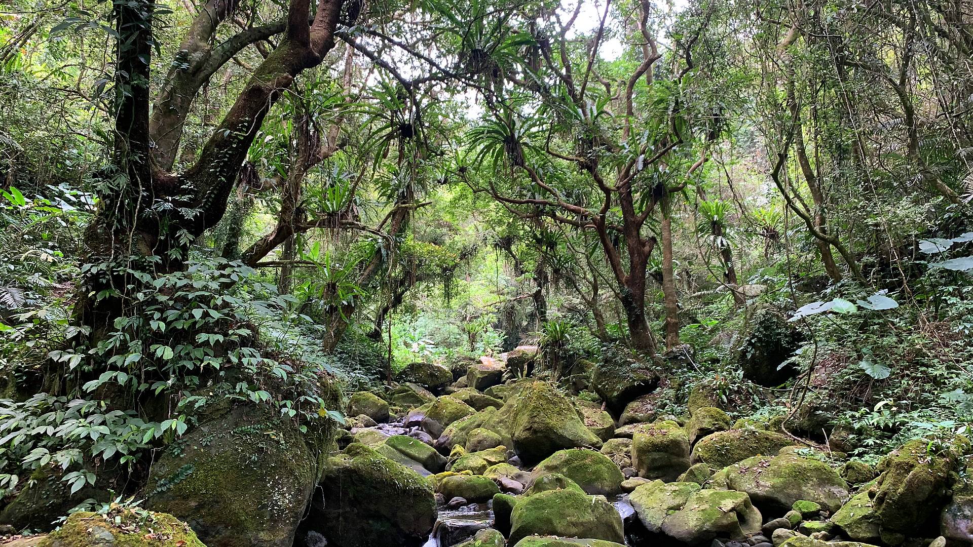 馬胎古道,內灣老街,百年茄苳樹,單索吊橋,南坪古道,義興大橋,親子步道,新竹,尖石,部落,健行,尖石景點,新竹景點
