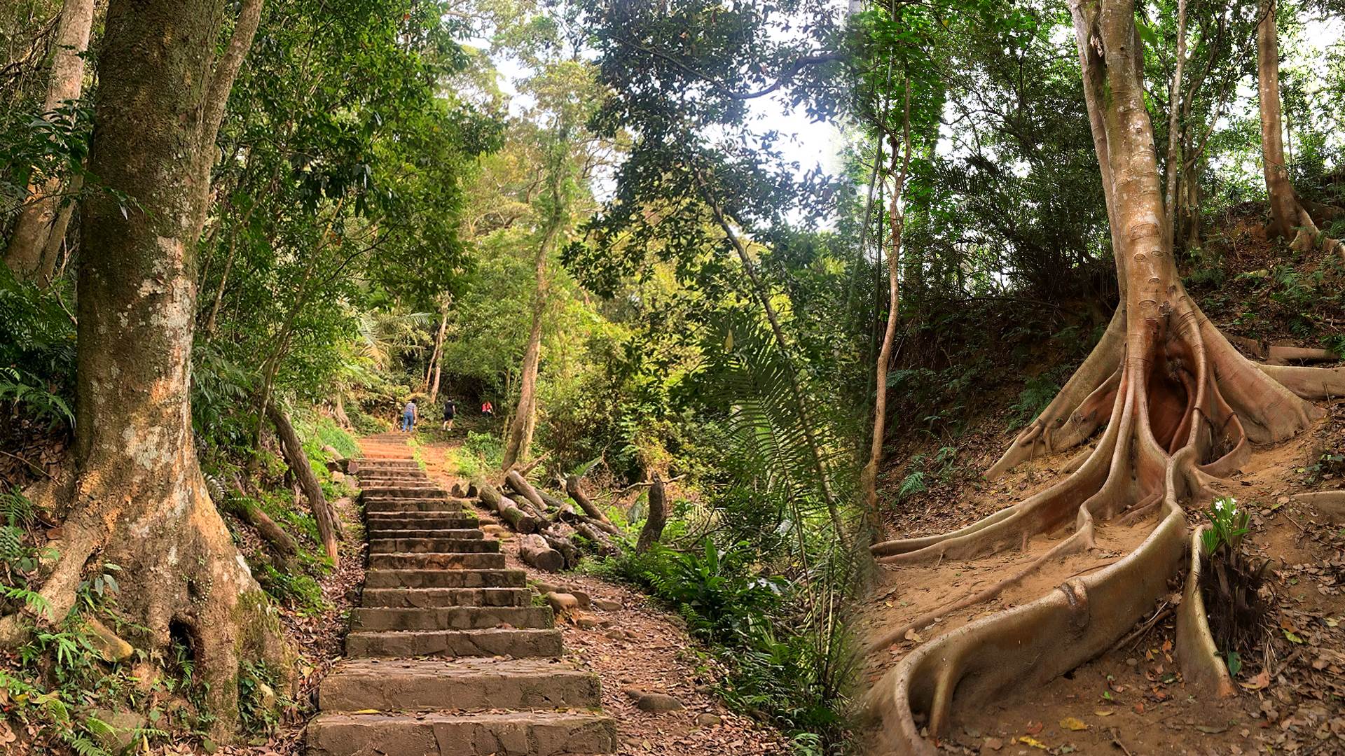 飛鳳山觀日坪步道,新竹八景,板根樹,小百岳,中坑山,鳳崎落日步道,台北101,新竹,芎林,飛鳳山,觀日坪古道,觀日坪步道,健行,飛鳳夕照,三角
