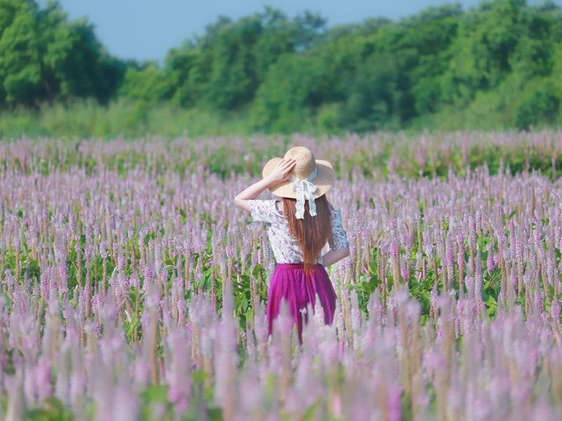 兔尾草花海,台中沙鹿,大肚山,九天民俗技藝團,黑森林景觀咖啡,IG打卡勝地,普羅旺斯花海,台中,沙鹿,兔尾草花