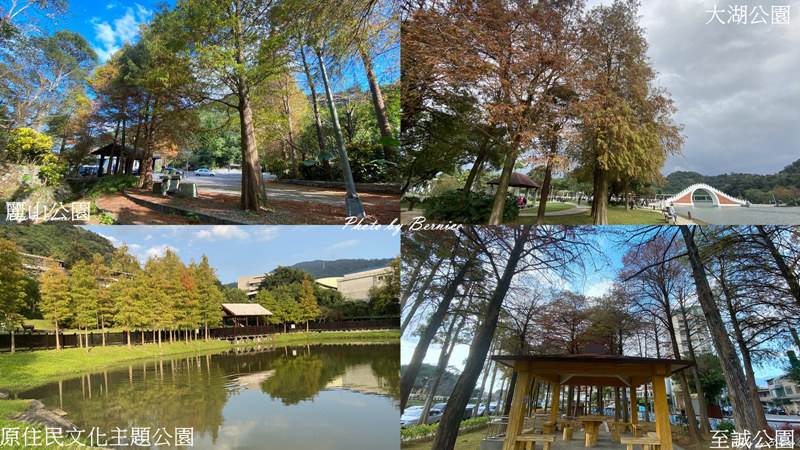 台北市,落羽松,麗山公園,大湖公園,原住民文化主題公園,至誠公園,季節限定,台北,懶人