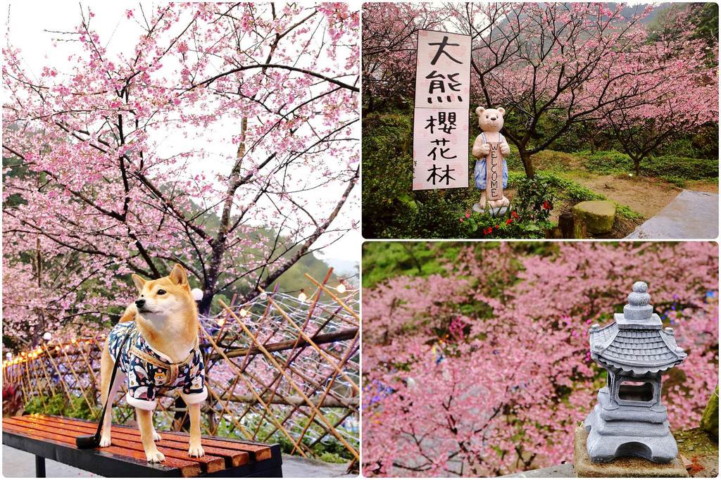 三峽大熊櫻花林,櫻花季,新北市旅遊,櫻花新祕境,賞櫻步道,親子旅遊,浪漫約會,新北,三峽區,櫻花,賞櫻