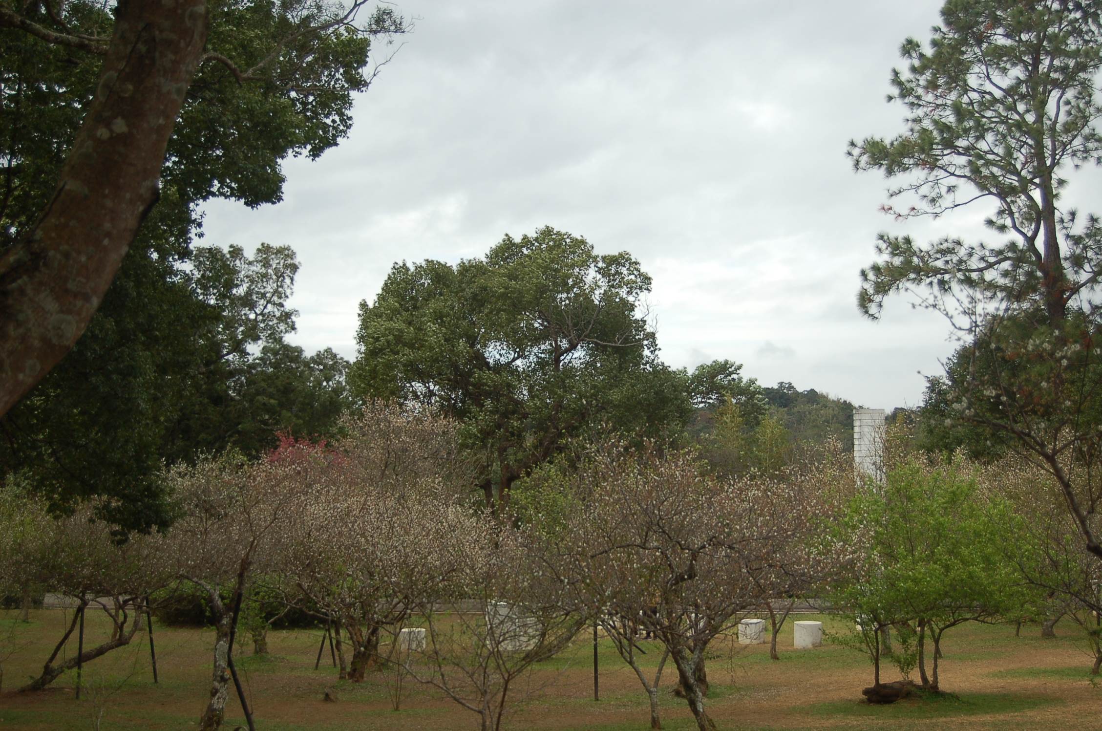 角板山公園,羅浮溫泉公園,大溪老茶廠,梅花季,桃園揪搭興,拉拉山櫻花,泰雅文化,桃園,復興鄉,角板山,羅浮溫泉,茶金,電視劇,場景,樂遊桃