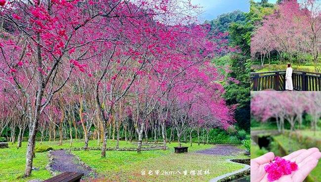 宜蘭台七甲,櫻緣青邨,八重櫻,櫻花公路,觀景平台,櫻花林,宜蘭櫻花,宜蘭,大同鄉,櫻花,櫻花季,台七甲,宜蘭櫻花最美公