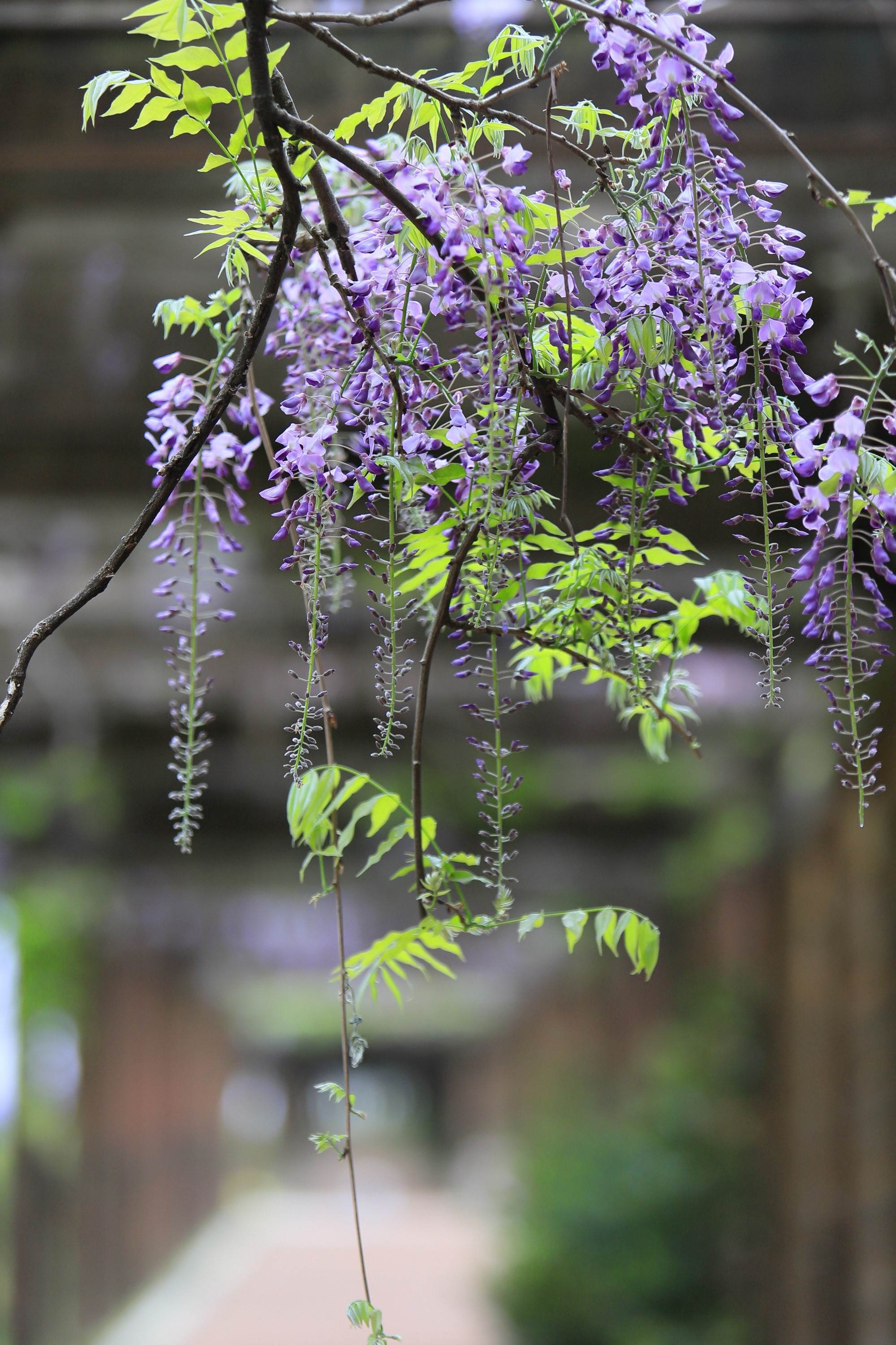 紫藤花,石川縣,吉岡花園,松任綠色公園,寶達志水町,明專寺,鬼滅之刃,亞洲,日本,國外旅遊,鬼滅之
