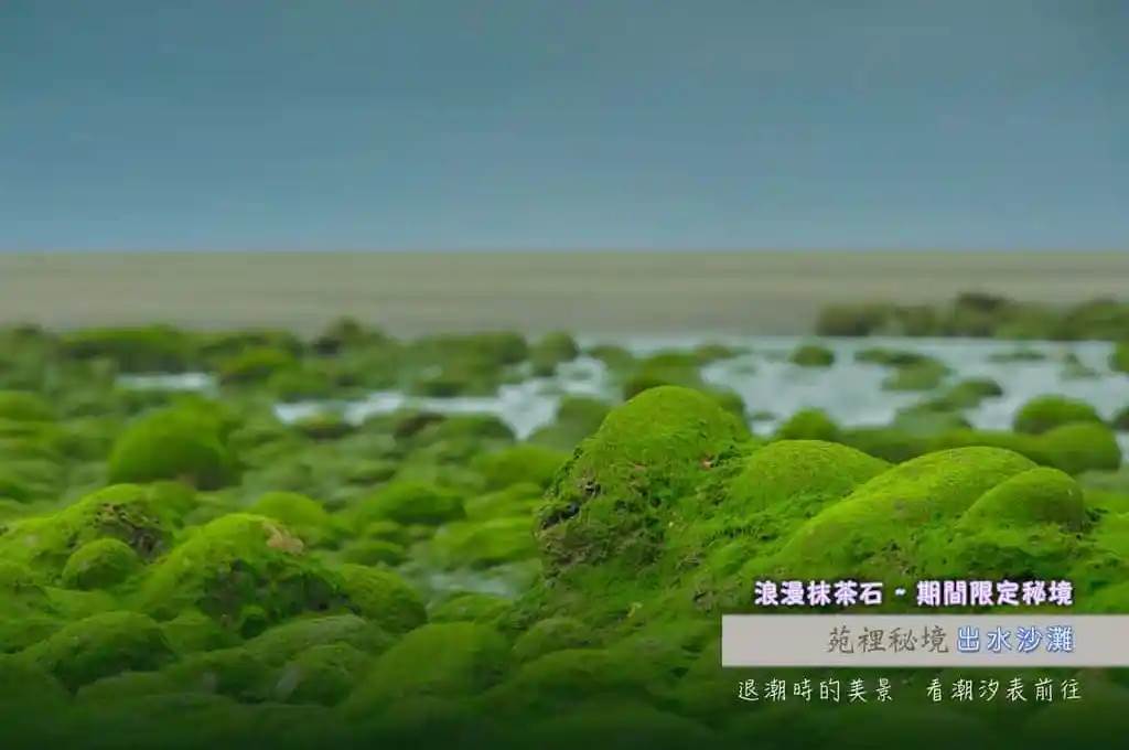 苑裡出水沙灘,抹茶石海岸,網紅打卡景點,綠石槽,老梅綠石槽,苑港彩虹橋,苑裡濱海藝文中心,苗栗,苗栗景點,苑裡景點,抹茶緑石槽,抹茶石,出水沙灘,海景,攝影景點,打卡景點,網美景點,綠藻,抹茶糰