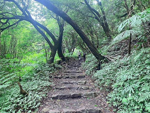 台北|陽明山橫嶺古道、小隱潭瀑布,小隱隱於林的絕美秘境! 陽明山,橫嶺古道,小隱潭瀑布,林蔭隧道,風動石,環狀步道,紅壇,台北,陽明山秘境,捷運劍潭站,橫嶺古道環狀步道,半嶺步道,湖山國小步道,竹蔭步道,陽明山竹蔭步道,牛奶瀑布,小隱潭,風動