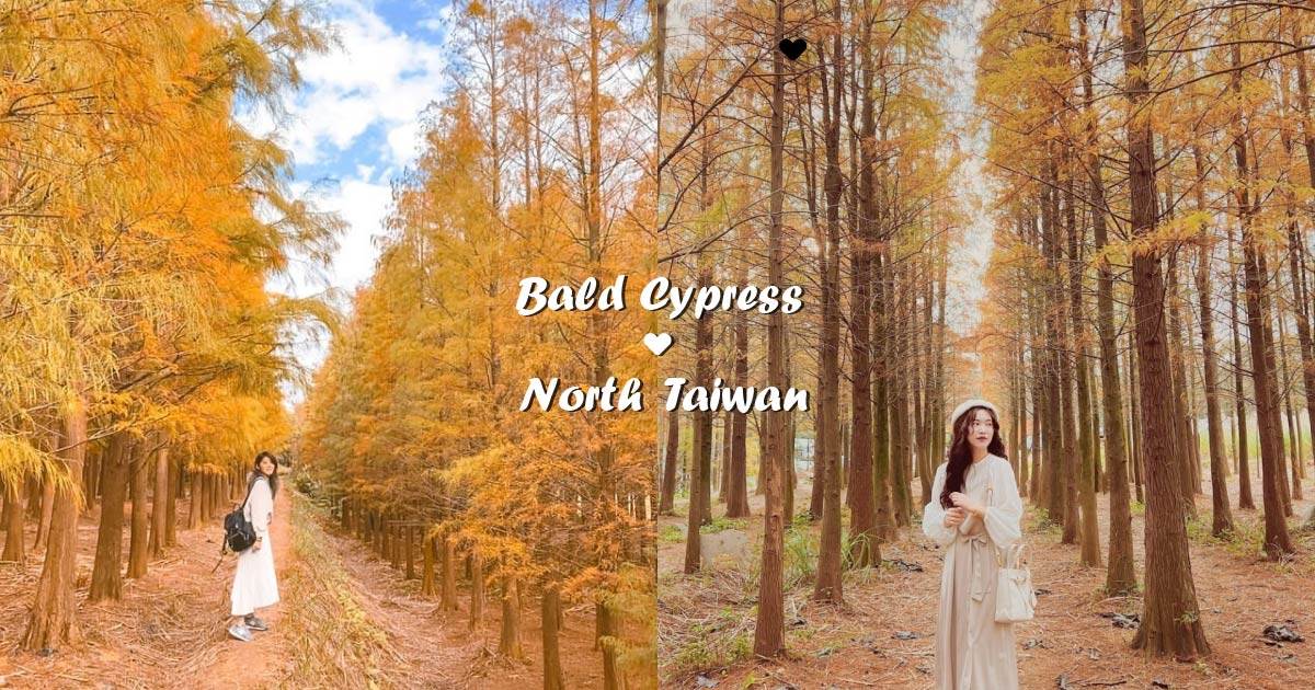 落羽松,宜蘭三星,三星安農溪,三層坪,八德落羽松,長庚養生文化村,月眉濕地生態園區,落羽松秘境,北部落羽松秘境,宜蘭三星落羽松秘境,宜蘭三層坪落羽松,桃園八德落羽松秘境,桃園長庚養生文化村,桃園月眉濕地生態園區,桃園楊梅落羽松秘境,新竹北埔六塘落羽松森
