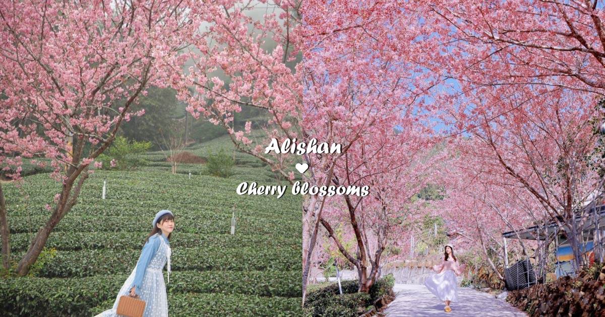 阿里山櫻花季,阿里山森林遊樂區,昭和櫻,緋寒櫻,台灣好行,沼平車站,祝山觀日出平台,櫻花,阿里山櫻花,司馬庫斯,武陵農場,賞櫻,沼平公園,中興製茶廠,石棹櫻之道,阿里山派出所,阿里山工作站,台灣賞櫻景點,嘉義,嘉義賞櫻景