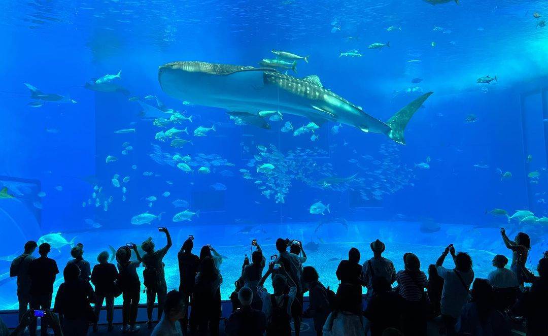 沖繩|親子必玩景點:美國村找皮卡丘、水族館看鯨鯊、恐龍森林公園,快帶著孩子們來這裡享受美好的時光! 沖繩,美國村,皮卡丘,寶可夢,水族館,親子景點,奧武山公園,名護鳳梨園,沖繩美麗海水族館,名護自然動植物公園,山原之森‧亞熱帶,森林公園,恐龍,日本