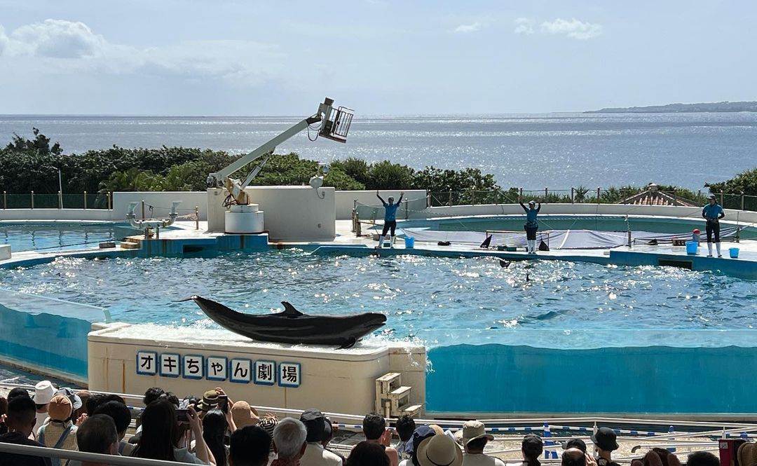沖繩|親子必玩景點:美國村找皮卡丘、水族館看鯨鯊、恐龍森林公園,快帶著孩子們來這裡享受美好的時光! 沖繩,美國村,皮卡丘,寶可夢,水族館,親子景點,奧武山公園,名護鳳梨園,沖繩美麗海水族館,名護自然動植物公園,山原之森‧亞熱帶,森林公園,恐龍,日本