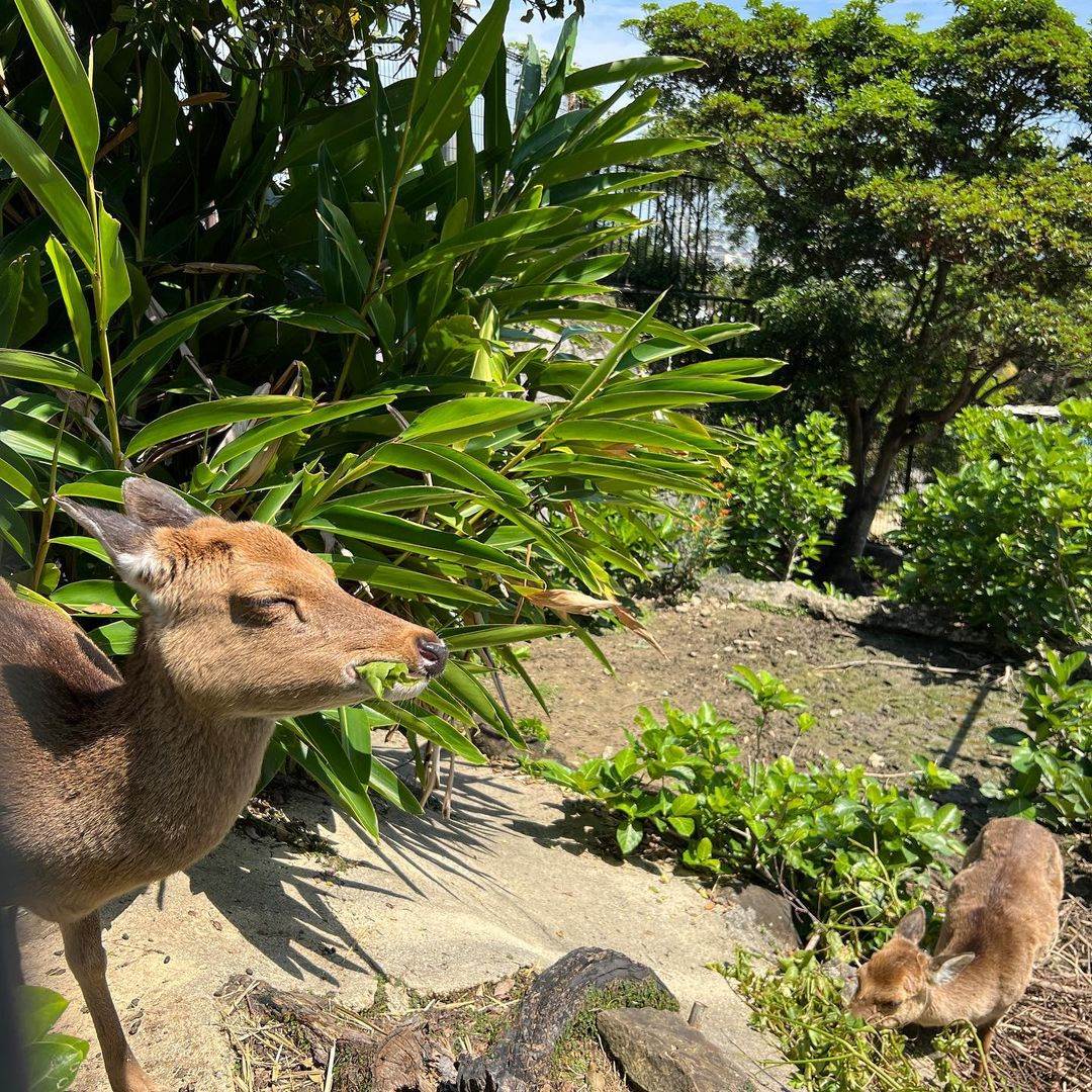 沖繩|親子必玩景點:美國村找皮卡丘、水族館看鯨鯊、恐龍森林公園,快帶著孩子們來這裡享受美好的時光! 沖繩,美國村,皮卡丘,寶可夢,水族館,親子景點,奧武山公園,名護鳳梨園,沖繩美麗海水族館,名護自然動植物公園,山原之森‧亞熱帶,森林公園,恐龍,日本