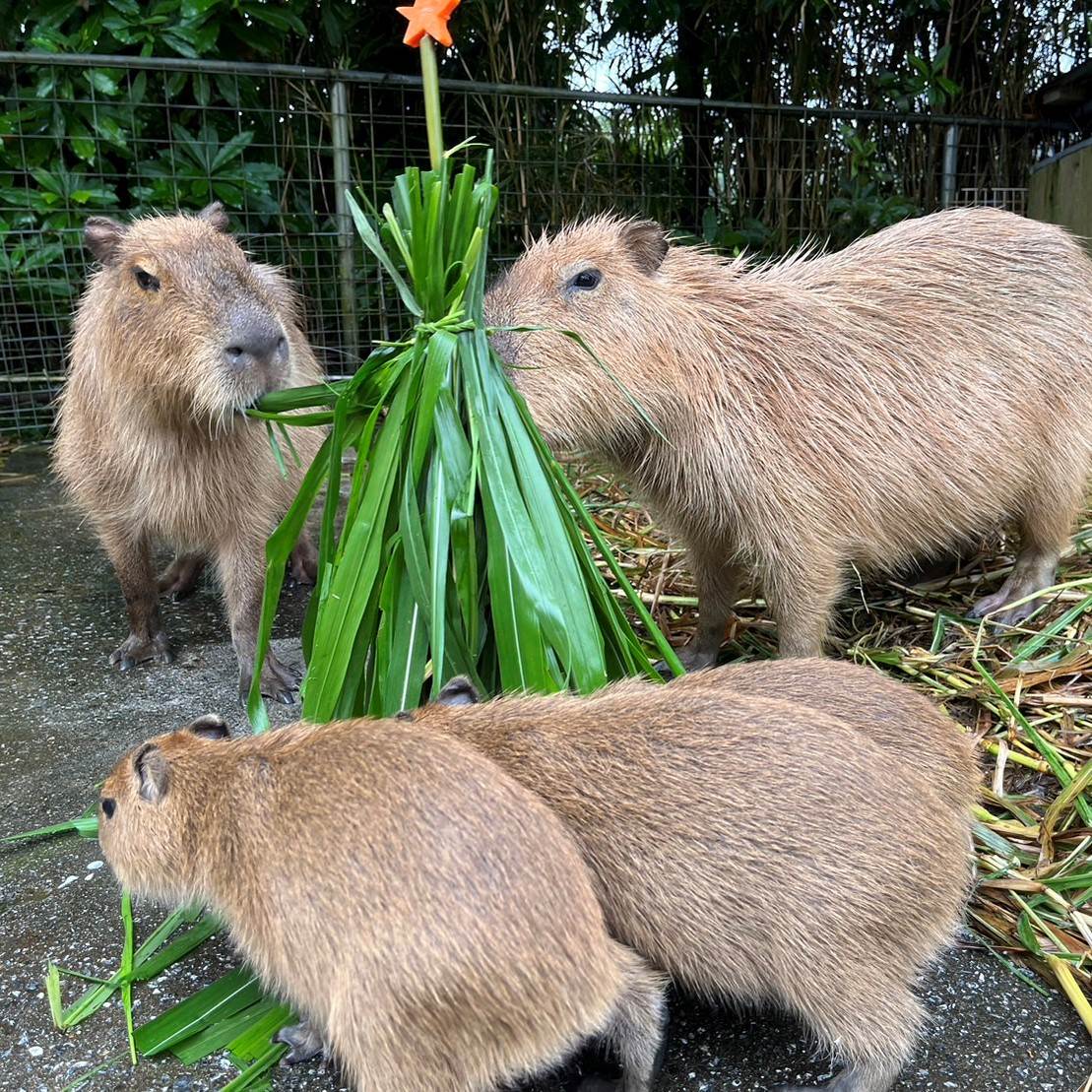 沖繩|親子必玩景點:美國村找皮卡丘、水族館看鯨鯊、恐龍森林公園,快帶著孩子們來這裡享受美好的時光! 沖繩,美國村,皮卡丘,寶可夢,水族館,親子景點,奧武山公園,名護鳳梨園,沖繩美麗海水族館,名護自然動植物公園,山原之森‧亞熱帶,森林公園,恐龍,日本