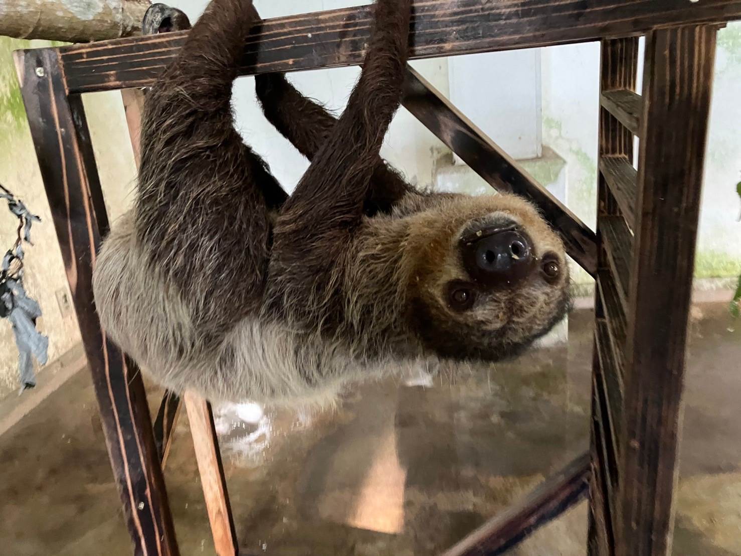 沖繩|親子必玩景點:美國村找皮卡丘、水族館看鯨鯊、恐龍森林公園,快帶著孩子們來這裡享受美好的時光! 沖繩,美國村,皮卡丘,寶可夢,水族館,親子景點,奧武山公園,名護鳳梨園,沖繩美麗海水族館,名護自然動植物公園,山原之森‧亞熱帶,森林公園,恐龍,日本