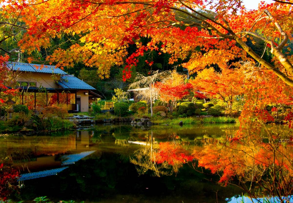 京都賞楓餐廳,庭園餐廳,紅葉美景,懷石料理,料亭夕月,樂樂莊,吉兆松花堂,日本,京都,賞楓,亀岡樂樂莊,錦水