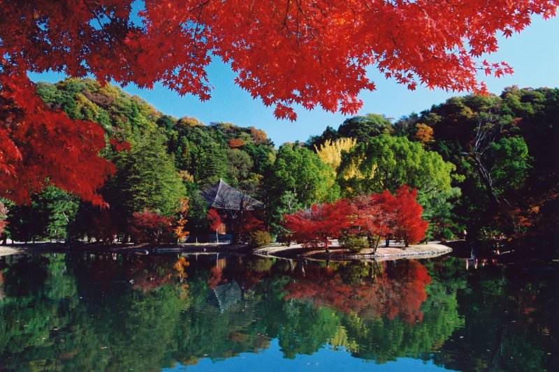 日本,福島,賞楓,銀杏,塔崖,花與歴史之鄉　蛇之鼻,白水阿彌陀堂,曲澤沼,大澤沼,古町大銀杏,山本不動尊,國道289甲子道路,吾妻綜合運動公園,夏井川溪谷,喰丸小学校