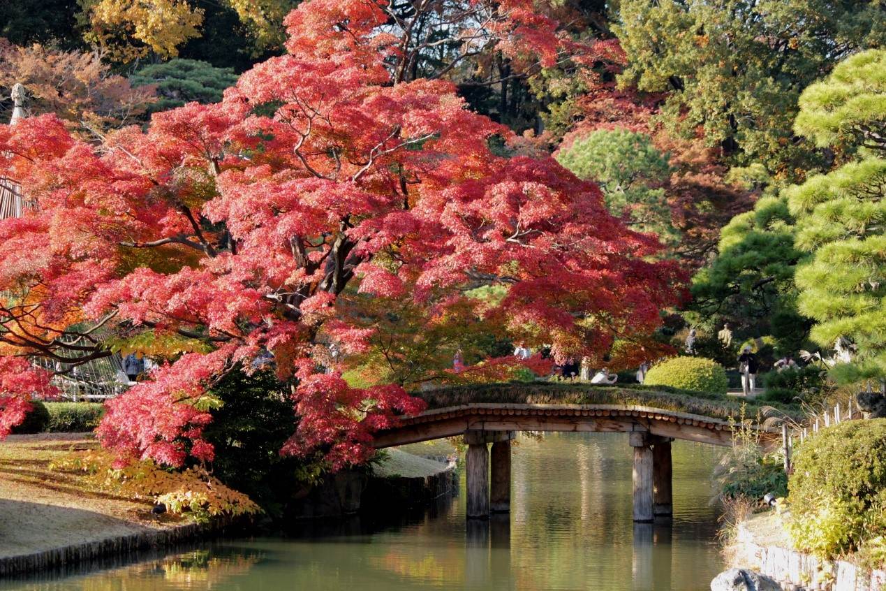 日本,東京,賞楓,巢鴨,六義園,染井温泉,古奈屋,巣鴨地蔵通商店街,紅葉