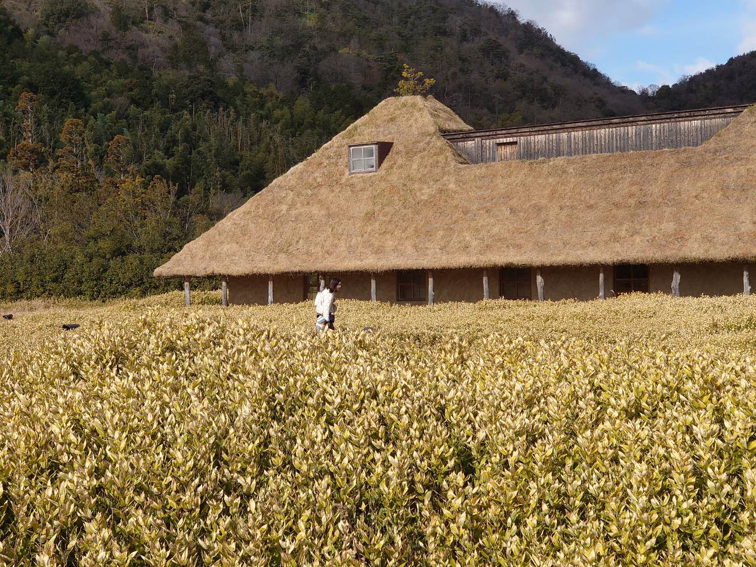 亞洲,日本,滋賀,近江八幡,La Collina 近江八幡,日本美食,日本觀光工廠,觀光工廠,日本景點,滋賀景點,年輪蛋糕,童話場景