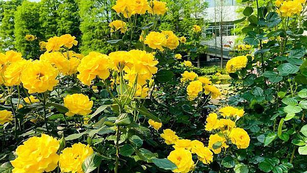 桃園｜8間特色觀光工廠推薦：日系鳥居、老式茶廠，還有平日限定汽水工廠，沒有預約進不去！,桃園,桃園景點,觀光工廠,桃園觀光工廠,室內景點,國巨洋傘文創園區,手信霧隱城,雄獅文具想像力製造所,大溪老茶廠,日系景點,茶廠,郭元益糕餅博物館,雅聞魅力博覽館,祥儀機器人夢工廠,可口可樂世界博物館-14
