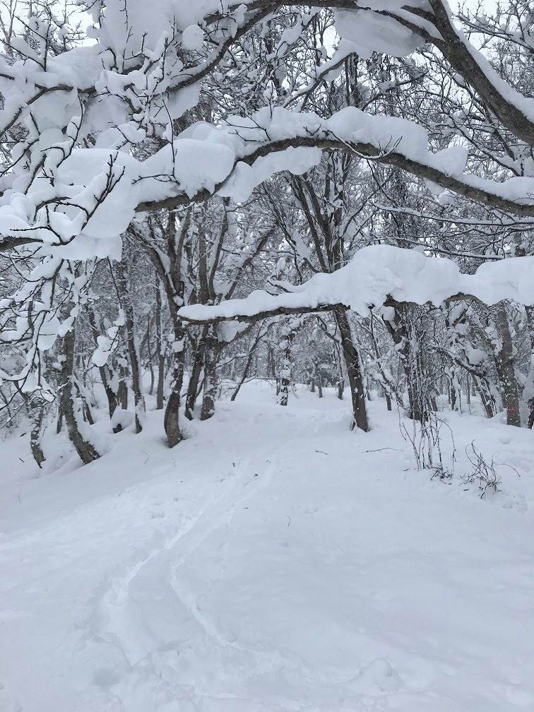 日本,滑雪,日本滑雪場,日本滑雪場推薦,北海道滑雪場推薦,二世古,新雪谷渡假村,新雪谷 Annupuri,二世古MOIWA滑雪場,留壽都滑雪場,富良野滑雪場,星野TOMAMU渡假村滑雪場,朝里川溫泉滑雪場,札幌手稻滑雪場,札幌藤野Fus雪場,Kiroro滑雪場,安比高原滑雪場,藏王溫泉滑雪場,Dynaland,高鷲Snow Park,HAKUBA VALLEY 白馬八方尾根滑雪場,白馬岩岳滑雪場,草津溫泉滑雪場,GALA湯澤滑雪場,豬苗代滑雪場